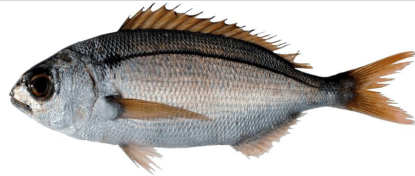 Pagellus bogaraveo_08.jpg